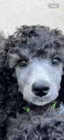 Silver male, a male Poodle - Standard  for sale in Decatur, MI – 6 of 7