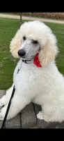 Blue Collar Boy, a male Poodle - Standard  for sale in Decatur, MI – Photo 3 of 9