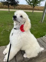 Blue Collar Boy, a male Poodle - Standard  for sale in Decatur, MI – Photo 1 of 9