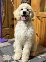 Blue Collar Boy, a male Poodle - Standard  for sale in Decatur, MI – Photo 7 of 9