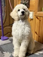 Blue Collar Boy, a male Poodle - Standard  for sale in Decatur, MI – Photo 8 of 9