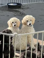 Blue Collar Boy, a male Poodle - Standard  for sale in Decatur, MI – Photo 6 of 9