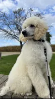 Blue Collar Boy, a male Poodle - Standard  for sale in Decatur, MI – Photo 2 of 9