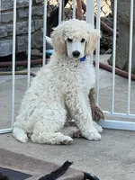 Blue Collar Boy, a male Poodle - Standard  for sale in Decatur, MI – Photo 5 of 9