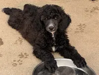 Blue female , a female Poodle - Standard  for sale in Decatur, MI – 1 of 5