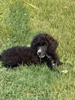 Blue female , a female Poodle - Standard  for sale in Decatur, MI – 5 of 5