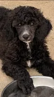 Blue female , a female Poodle - Standard  for sale in Decatur, MI – 2 of 5