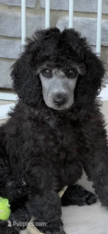 Silver male – Poodle - Standard  puppy for sale in Decatur, MI