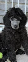 Silver male, a male Poodle - Standard  for sale in Decatur, MI – 1 of 7