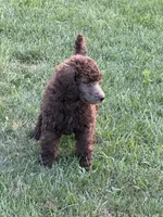 Silver Beige, a female Poodle - Standard  for sale in Decatur, MI – 3 of 3