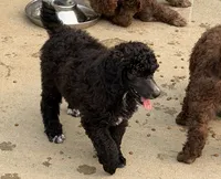 Blue female , a female Poodle - Standard  for sale in Decatur, MI – 3 of 5