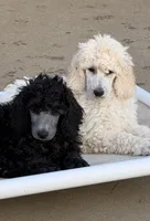Silver male, a male Poodle - Standard  for sale in Decatur, MI – 2 of 7