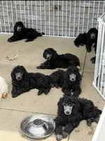 Silver male, a male Poodle - Standard  for sale in Decatur, MI – 3 of 7