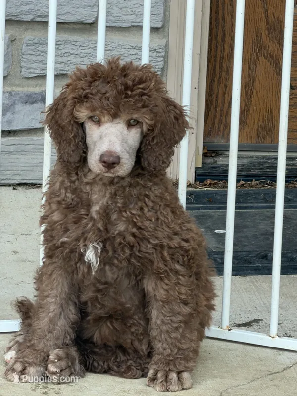 Silver Beige – Poodle - Standard  puppy for sale in Decatur, MI