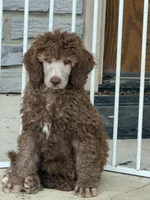 Silver Beige, a female Poodle - Standard  for sale in Decatur, MI – 1 of 3