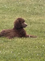 Silver Beige, a female Poodle - Standard  for sale in Decatur, MI – 2 of 3