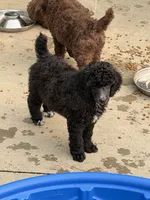 Blue female , a female Poodle - Standard  for sale in Decatur, MI – 4 of 5