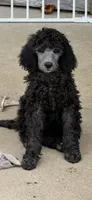 Silver male, a male Poodle - Standard  for sale in Decatur, MI – 7 of 7