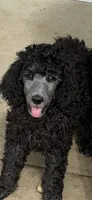 Silver male, a male Poodle - Standard  for sale in Decatur, MI – 5 of 7