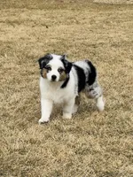 Male Blue Merle, a male Australian Shepherd for sale in Freeport, IL – Photo 1 of 10