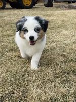 Male Blue Merle, a male Australian Shepherd for sale in Freeport, IL – Photo 3 of 10