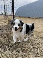 Male Blue Merle, a male Australian Shepherd for sale in Freeport, IL – Photo 9 of 10