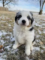 Male Blue Merle, a male Australian Shepherd for sale in Freeport, IL – Photo 5 of 10