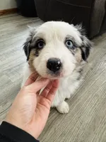 Male Blue Merle, a male Australian Shepherd for sale in Freeport, IL – Photo 4 of 10