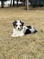 Male Blue Merle, a male Australian Shepherd for sale in Freeport, IL – Photo 2 of 10