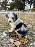 Male Blue Merle, a male Australian Shepherd for sale in Freeport, IL – Photo 7 of 10