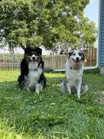 Male Blue Merle, a male Australian Shepherd for sale in Freeport, IL – Photo 10 of 10