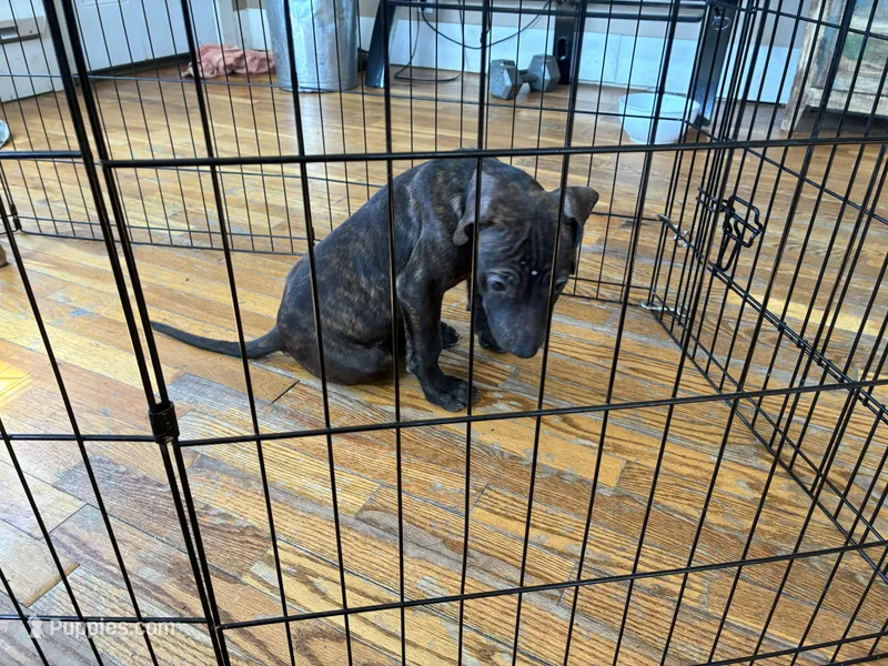 M 5 – American Pit Bull Terrier puppy for sale in Longmont, CO