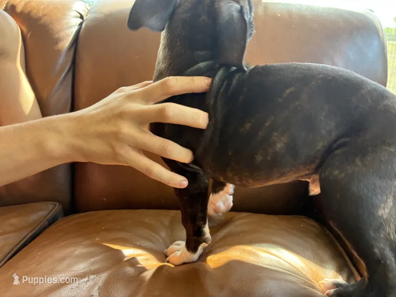 M4 – American Pit Bull Terrier puppy for sale in Longmont, CO