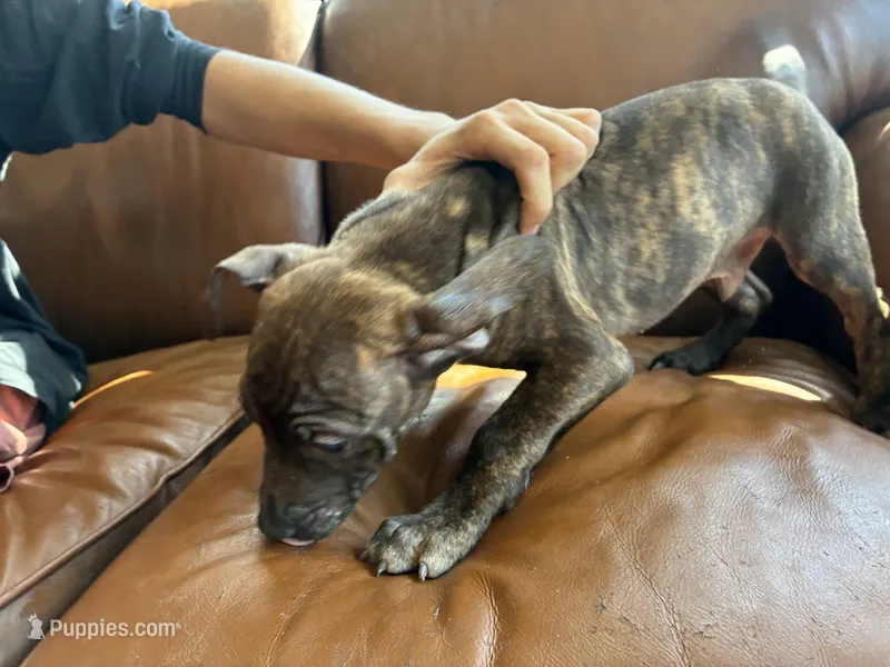 M6 – American Pit Bull Terrier puppy for sale in Longmont, CO