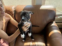 M4, a male American Pit Bull Terrier for sale in Longmont, CO – 4 of 4