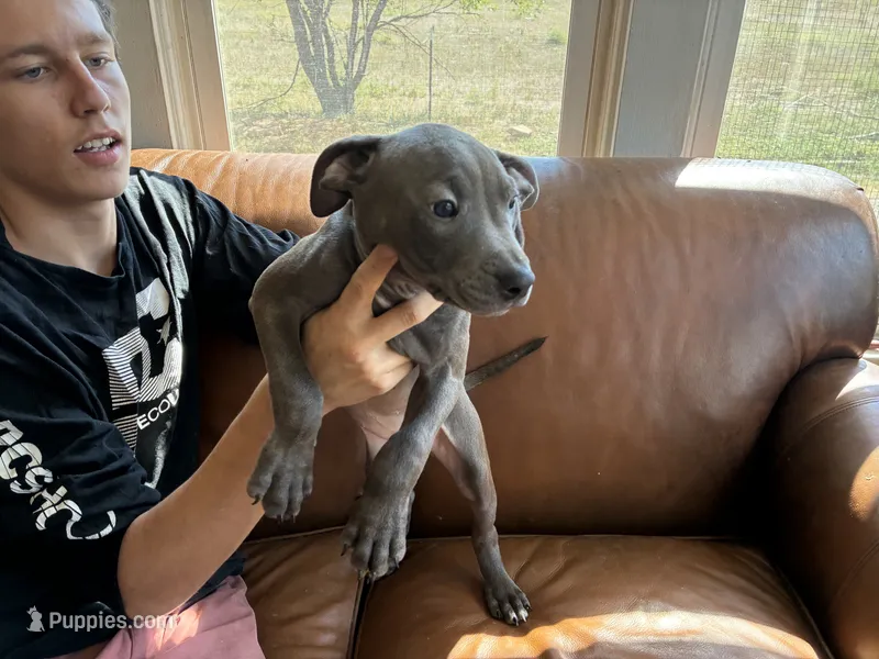 F 1 – American Pit Bull Terrier puppy for sale in Longmont, CO
