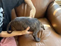 M 5, a male American Pit Bull Terrier for sale in Longmont, CO – 4 of 6