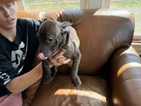 M 5, a male American Pit Bull Terrier for sale in Longmont, CO – 2 of 6