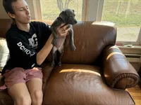 F 1, a female American Pit Bull Terrier for sale in Longmont, CO – 3 of 4