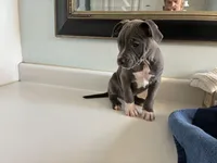 “Fat boy”, a male American Pit Bull Terrier for sale in Longmont, CO – Photo 7 of 7