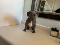 “Fat boy”, a male American Pit Bull Terrier for sale in Longmont, CO – Photo 5 of 7