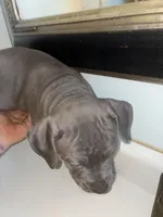 “Fat boy”, a male American Pit Bull Terrier for sale in Longmont, CO – Photo 2 of 7