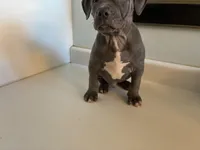 “Fat boy”, a male American Pit Bull Terrier for sale in Longmont, CO – Photo 3 of 7