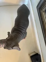 “Fat boy”, a male American Pit Bull Terrier for sale in Longmont, CO – Photo 6 of 7