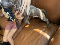 M6, a male American Pit Bull Terrier for sale in Longmont, CO – 2 of 7