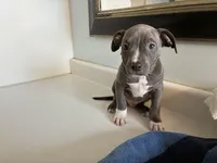 Boy d, a male American Pit Bull Terrier for sale in Longmont, CO – Photo 4 of 6