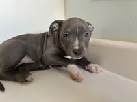 Boy d, a male American Pit Bull Terrier for sale in Longmont, CO – Photo 3 of 6