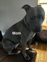 Boy d, a male American Pit Bull Terrier for sale in Longmont, CO – Photo 6 of 6