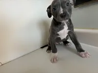 Boy d, a male American Pit Bull Terrier for sale in Longmont, CO – Photo 2 of 6