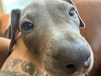 F 1, a female American Pit Bull Terrier for sale in Longmont, CO – 2 of 4